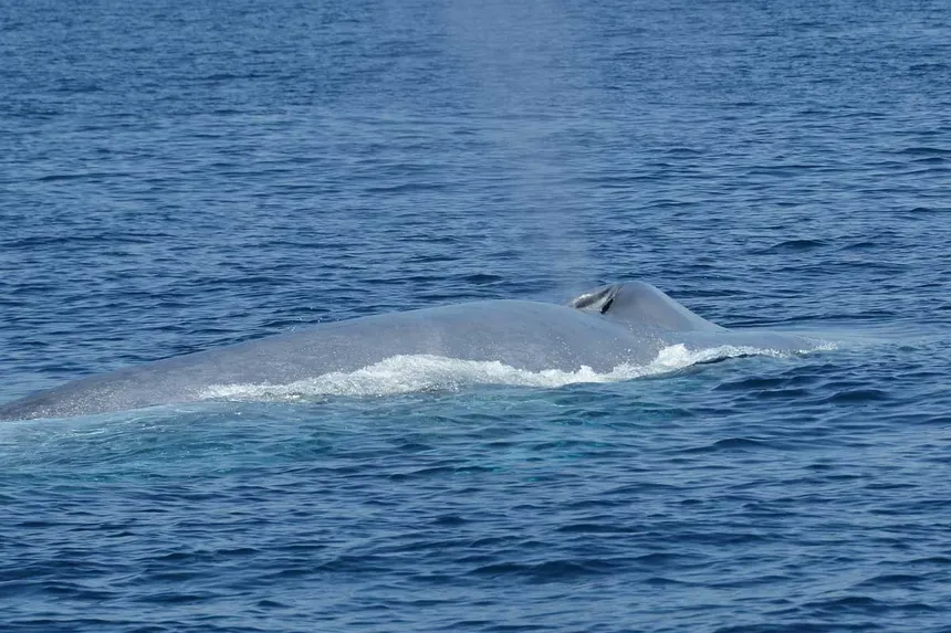 A-blue-whale-seen-on-a-whale-watching-tour-in-Mirrisa-Sri-Lanka