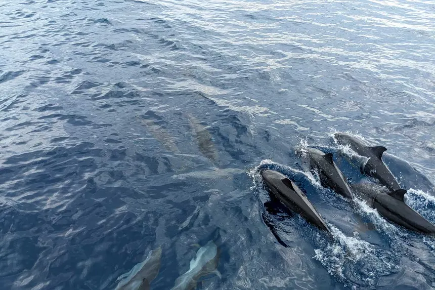 Dolphins-seen-on-a-whale-watching-tour-in-Mirrisa-Sri-Lanka