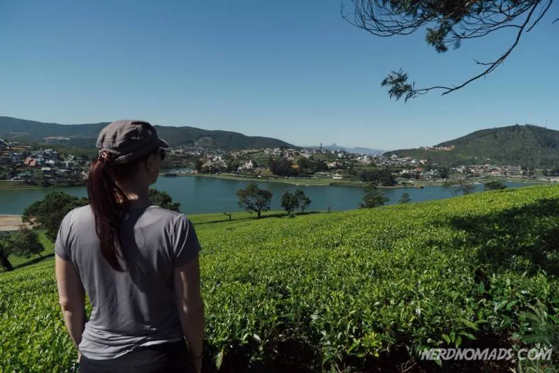 Tea_Plantations_Nuwara_Eliya-800x535