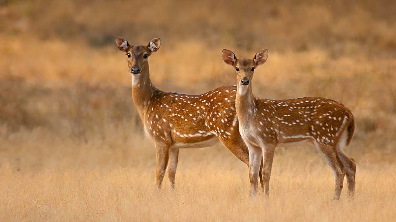 Yala-Deers