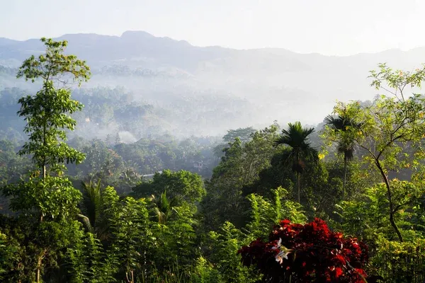 depositphotos_384517272-stock-photo-jungle-misty-morning-sinharaja-rainforest
