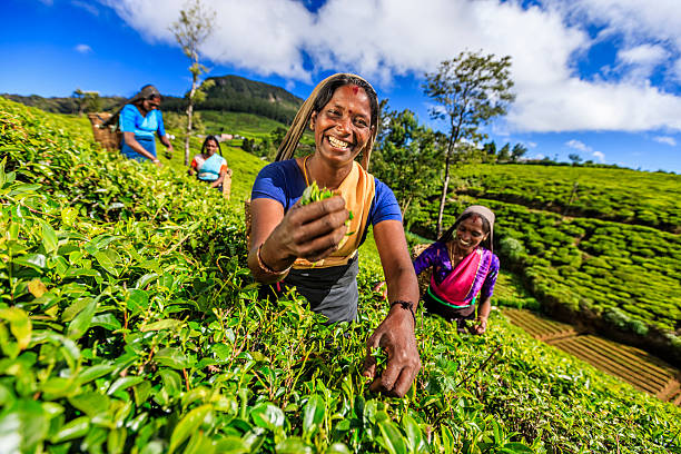 Tamil women plucking tea leaves near Nuwara Eliya, Sri Lanka ( Ceylon ). Sri Lanka is the world's fourth largest producer of tea and the industry is one of the country's main sources of foreign exchange and a significant source of income for laborers.http://bem.2be.pl/IS/tea_plantations_380.jpg