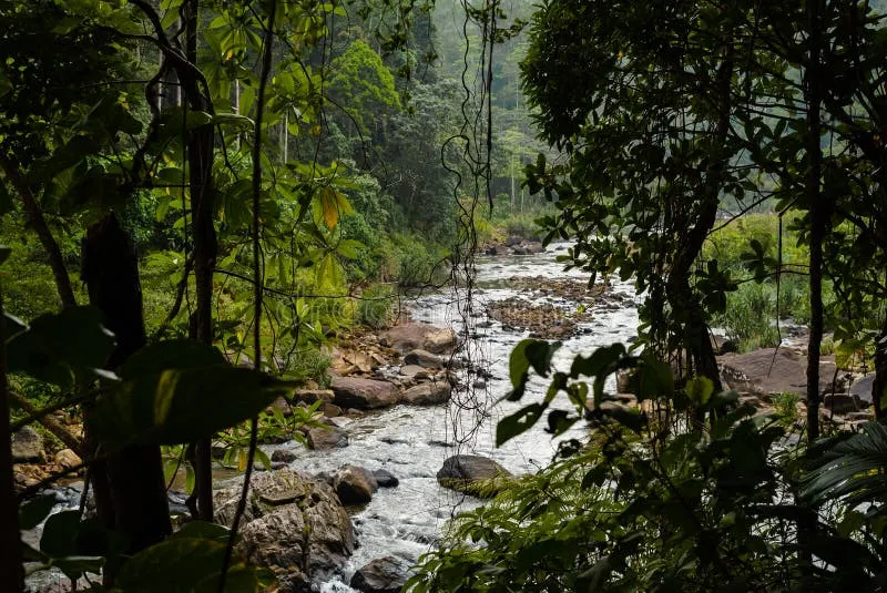 river-sinharaja-forest-national-park-sri-lanka-139572270