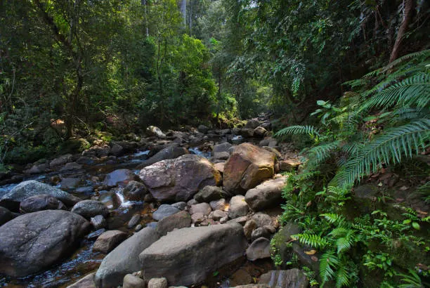 sinharaja-forest-reserve-landscape