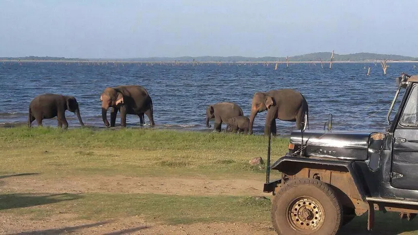 yala-national-park-sr