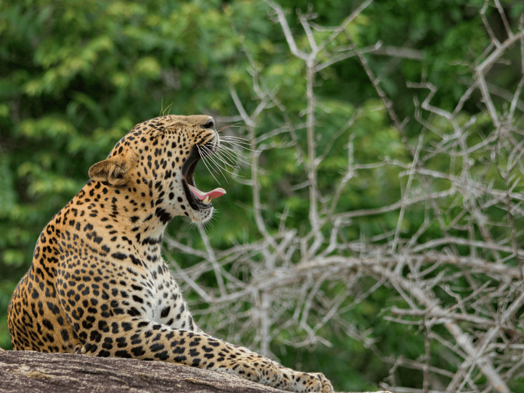 yala-package2